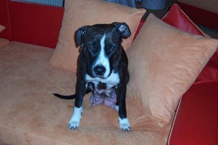 Amerikanischer Pit-Bullterrier und das is die Mama der Welpis