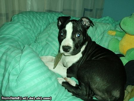 Amerikanischer Pit-Bullterrier