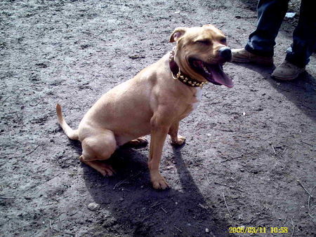 Amerikanischer Pit-Bullterrier hallo grüsse auch von meiner maus