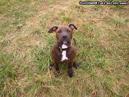 Amerikanischer Pit-Bullterrier Rosy 8 Wochen