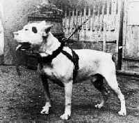 Amerikanischer Pit-Bullterrier google=help floyd