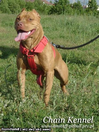 Amerikanischer Pit-Bullterrier