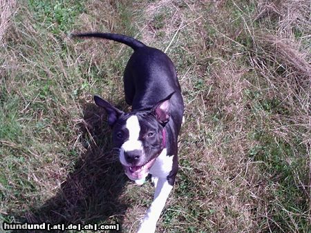 Amerikanischer Pit-Bullterrier 17 Wochen und das Leben ist schön