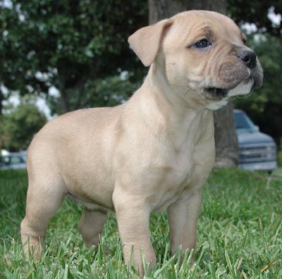 Amerikanischer Pit-Bullterrier Pitbull