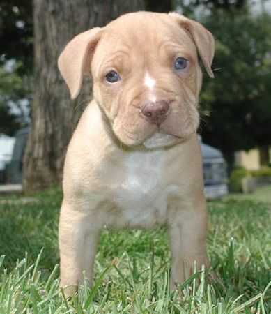 Amerikanischer Pit-Bullterrier Pitbull