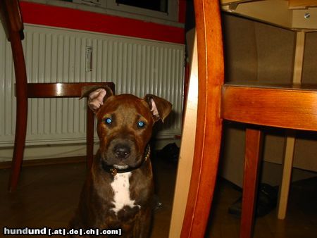 Amerikanischer Pit-Bullterrier Nightman's Rosy (8 Wochen)