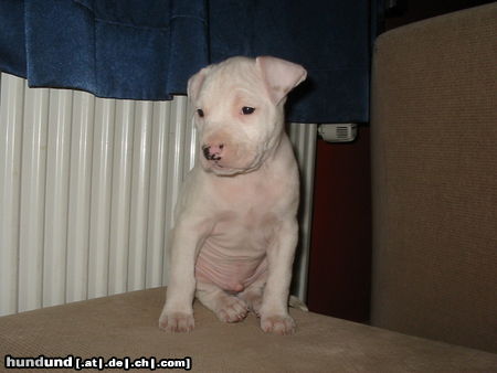 Amerikanischer Pit-Bullterrier Chucky, 8 Wochen