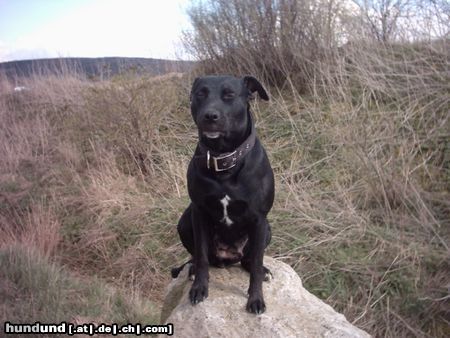 Amerikanischer Pit-Bullterrier Meine Kleene