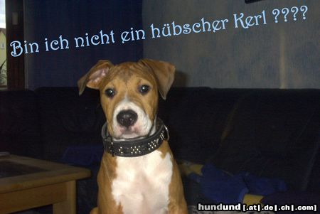 Amerikanischer Pit-Bullterrier Bin ich nicht ein hübscher Kerl ??? Bandit mit 3 1/2 Monaten