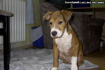 Amerikanischer Pit-Bullterrier Bandit mit 3 1/2 Monaten