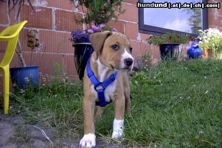 Amerikanischer Pit-Bullterrier Klein Bandit