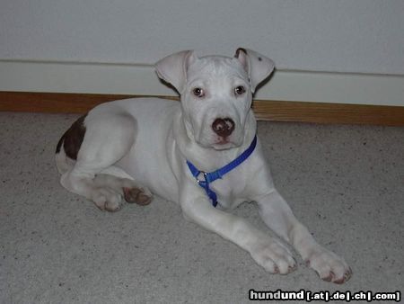 Amerikanischer Pit-Bullterrier Bella ist 3 Monate alt