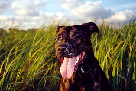 Amerikanischer Pit-Bullterrier Cay's Dänemark Urlaub