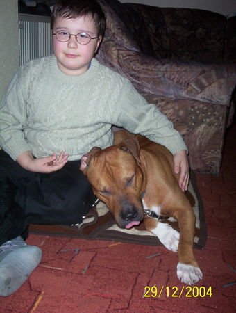 Amerikanischer Pit-Bullterrier Dennis mit Bandit