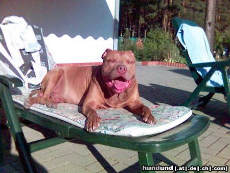 Amerikanischer Pit-Bullterrier Rednose Jack im Urlaubsland Spreewald