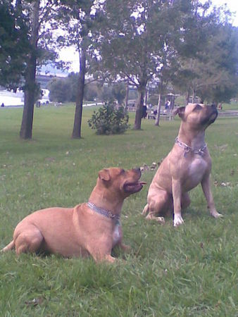 Amerikanischer Pit-Bullterrier STORM 2j.+SHYPA 6j.