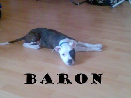 Amerikanischer Pit-Bullterrier Baron