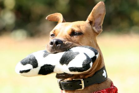 Amerikanischer Pit-Bullterrier mein puppi ;)