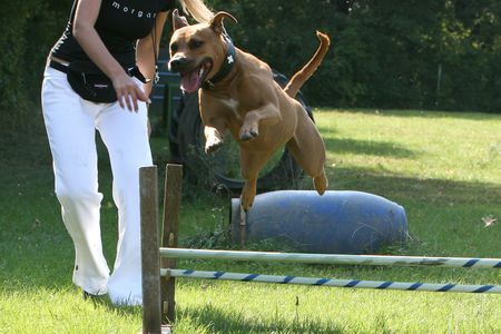 Amerikanischer Pit-Bullterrier Ida Breitensport