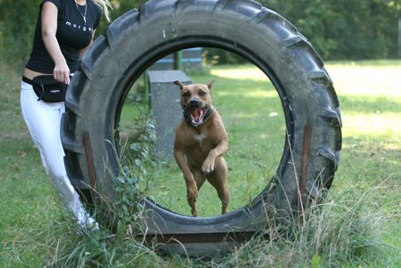 Amerikanischer Pit-Bullterrier Ida Breitensport