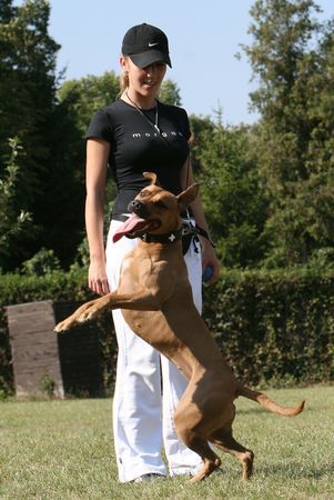 Amerikanischer Pit-Bullterrier nocheinmal der twist ;)