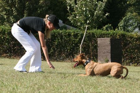 Amerikanischer Pit-Bullterrier Robben