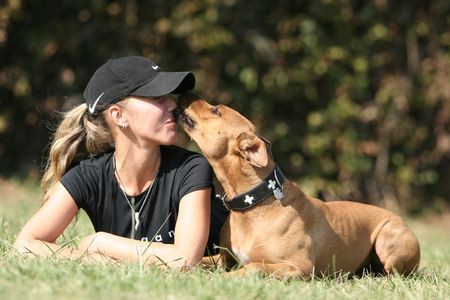 Amerikanischer Pit-Bullterrier Bussi