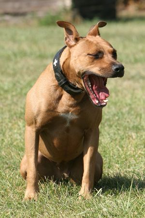 Amerikanischer Pit-Bullterrier Müde