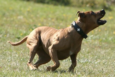 Amerikanischer Pit-Bullterrier Wo ist mein Ball ?