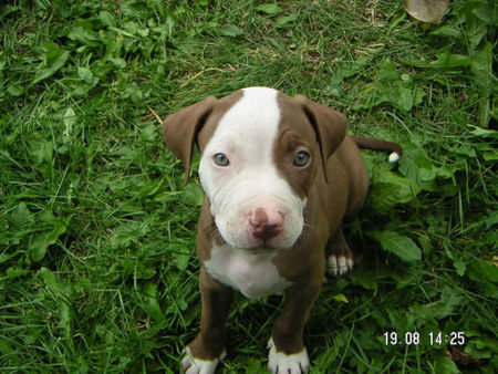 Amerikanischer Pit-Bullterrier mein baby