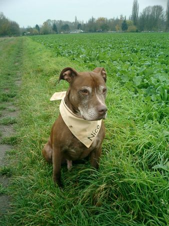 Amerikanischer Pit-Bullterrier Rednose Nico