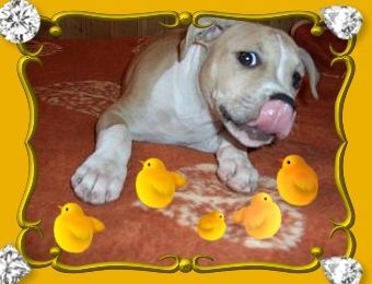 Amerikanischer Pit-Bullterrier Bagirababy 