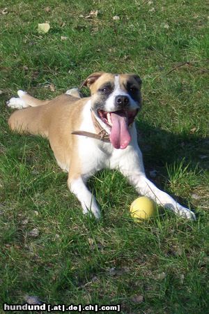 Amerikanischer Pit-Bullterrier Hexe aus FW  nach der Arbeit