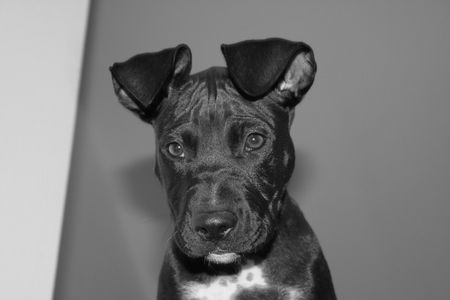 Amerikanischer Pit-Bullterrier