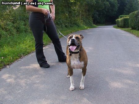 Amerikanischer Pit-Bullterrier Hallo! Ich heisse Rudi