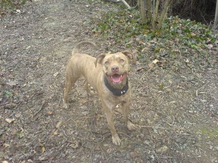 Amerikanischer Pit-Bullterrier