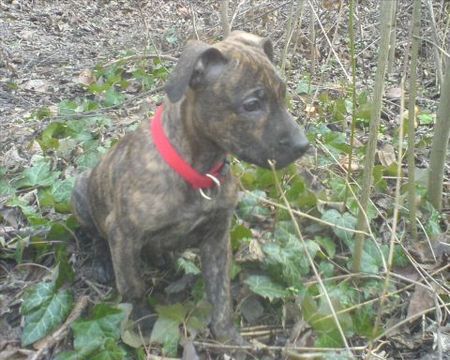 Amerikanischer Pit-Bullterrier