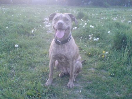 Amerikanischer Pit-Bullterrier Sira