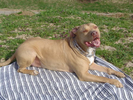 Amerikanischer Pit-Bullterrier Rednose day !!!!!!!