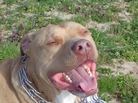 Amerikanischer Pit-Bullterrier Rednose day !!!!!!!