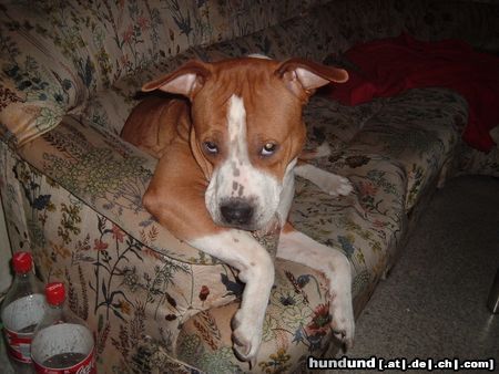 Amerikanischer Pit-Bullterrier DIE UNSCHULDIGE