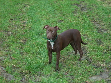 Amerikanischer Pit-Bullterrier Athena auf Achse