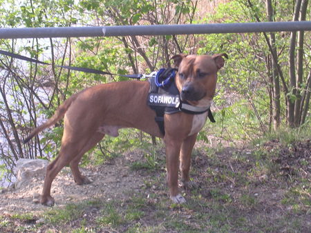 Amerikanischer Pit-Bullterrier Gino-Bambino