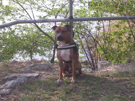 Amerikanischer Pit-Bullterrier Gino-Bambino