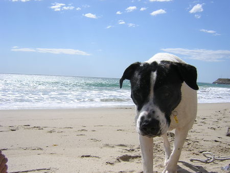 Amerikanischer Pit-Bullterrier