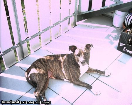 Amerikanischer Pit-Bullterrier Geena, mein kleines Baby!!