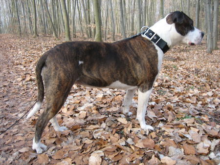 Amerikanischer Pit-Bullterrier Unsere Best(i)e