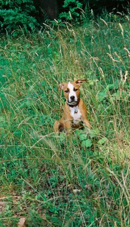 Amerikanischer Pit-Bullterrier Gulja mit 13 Wochen