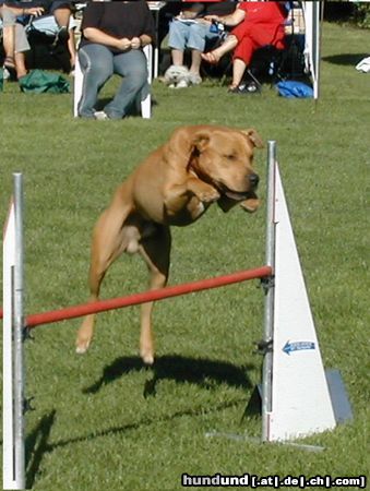 Amerikanischer Pit-Bullterrier Fanto im Agility