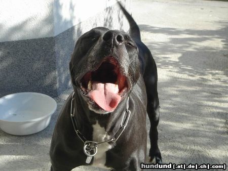 Amerikanischer Pit-Bullterrier Bataan